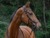 dressage horse Sam 1112 (Hanoverian, 2008, from Salito)