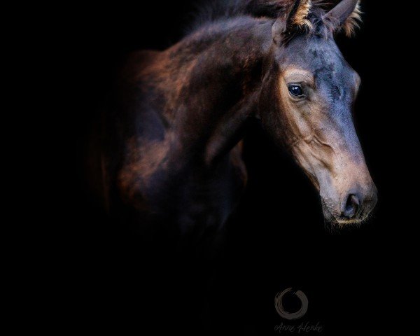 foal by Jenson´s Thunder Z (Zangersheide riding horse, 2024, from Jenson van't Meulenhof)