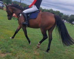 jumper Calimera 84 (Oldenburg show jumper, 2018, from Check In 2)