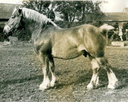 stallion Jurist von Barlo (Rhenish-German Cold-Blood, 1940, from Isegrimm von Holzweiler)