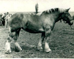 broodmare Jenny von Weyenhof (Rhenish-German Cold-Blood, 1939, from Isegrimm von Holzweiler)