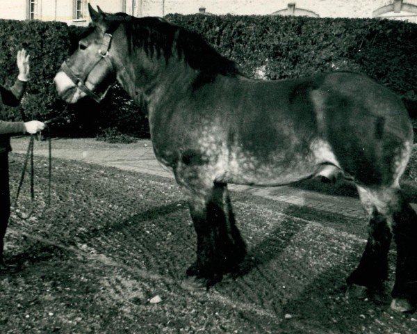 stallion Logarith (Rhenish-German Cold-Blood, 1928, from Lothar III RS 651)