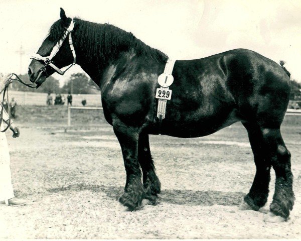 broodmare Udisca von Buscherhof (Rhenish-German Cold-Blood, 1927, from Lampe RS 584)