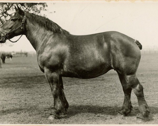 broodmare Xademis (Rhenish-German Cold-Blood, 1929, from Lampe RS 584)