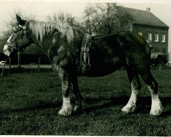 Zuchtstute Königsrose I (Rheinisch-Deutsches Kaltblut, 1915, von Unico)