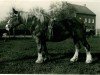 broodmare Königsrose I (Rhenish-German Cold-Blood, 1915, from Unico)