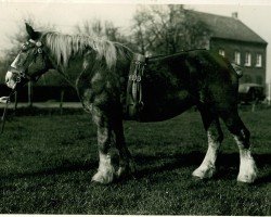 broodmare Königsrose I (Rhenish-German Cold-Blood, 1915, from Unico)