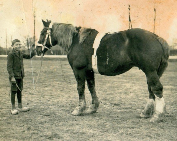 Zuchtstute Elegie (H) 9440 (Rheinisch-Deutsches Kaltblut, 1911, von Quirinal)