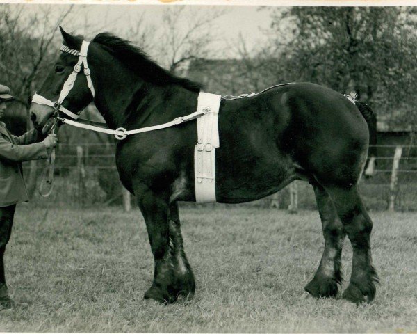 broodmare Tabla (Rhenish-German Cold-Blood, 1925, from Preisträger)