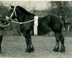 broodmare Tabla (Rhenish-German Cold-Blood, 1925, from Preisträger)