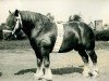 stallion Protektor RS 892 (Rhenish-German Cold-Blood, 1921, from Marschall III)