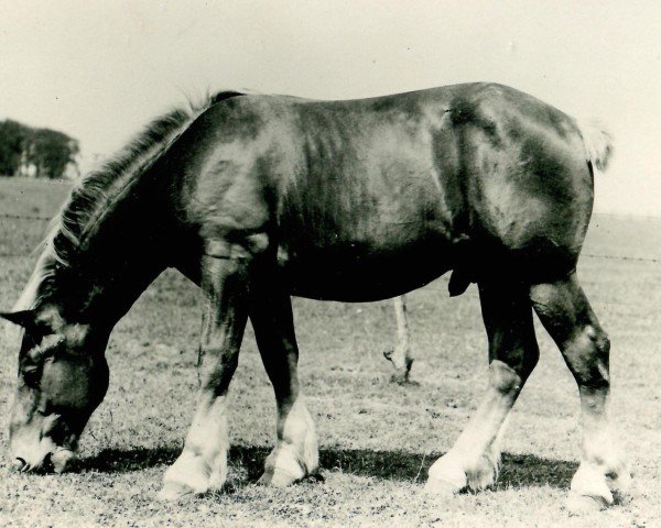 Deckhengst Prokurist von Wickrath (Rheinisch-Deutsches Kaltblut, 1933, von Protektor RS 892)