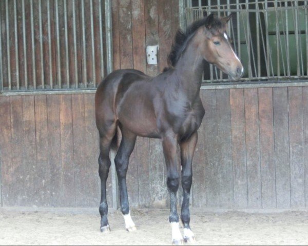 foal Ushuaia (KWPN (Royal Dutch Sporthorse), 2024, from Le Formidable)