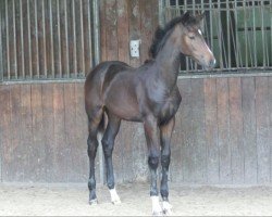 foal Ushuaia (KWPN (Royal Dutch Sporthorse), 2024, from Le Formidable)