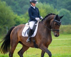 dressage horse Calinera S (Oldenburg, 2016, from Radisson)