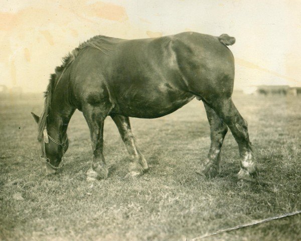 Zuchtstute Oldobia (Rheinisch-Deutsches Kaltblut, 1919, von Herkules RS 364)