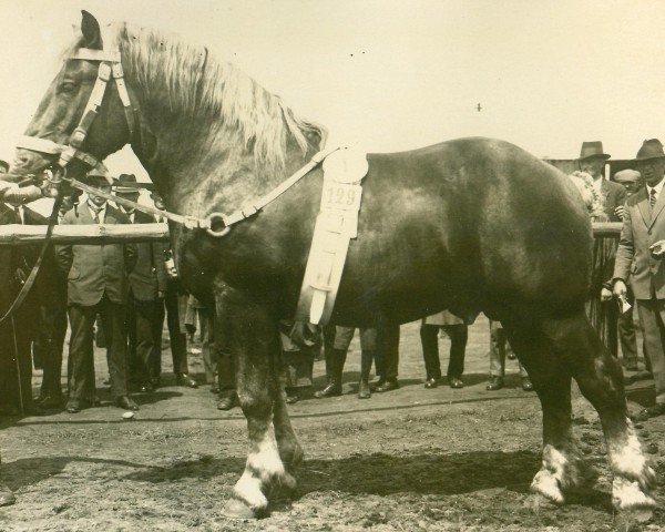 Deckhengst Schönherr von Wickrath (Rheinisch-Deutsches Kaltblut, 1924, von Heermeister von der Holzerhöhe RS 665)