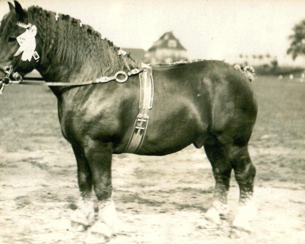 stallion Heermeister von der Holzerhöhe RS 665 (Rhenish-German Cold-Blood, 1918, from Herkules RS 364)