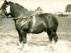 stallion Heermeister von der Holzerhöhe RS 665 (Rhenish-German Cold-Blood, 1918, from Herkules RS 364)