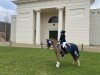 dressage horse Espentijn's Mister Dorian (Welsh-Pony (Section B), 2014, from Nilantshoeve's Zippo)