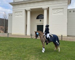 dressage horse Espentijn's Mister Dorian (Welsh-Pony (Section B), 2014, from Nilantshoeve's Zippo)