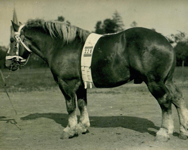 Deckhengst Quartiermeister vom Waldenhof (Rheinisch-Deutsches Kaltblut, 1922, von Heermeister von der Holzerhöhe RS 665)