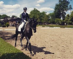 dressage horse Ruby Tuesday (German Sport Horse, 2010, from Rosenstein)