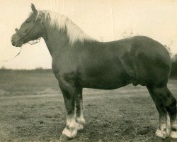 Deckhengst Vorsteher (Rheinisch-Deutsches Kaltblut, 1927, von Quartiermeister vom Waldenhof)