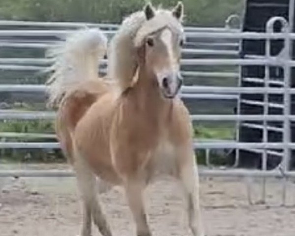 Zuchtstute Lareda (Haflinger, 2007, von liz. 264/T Steinfeder)