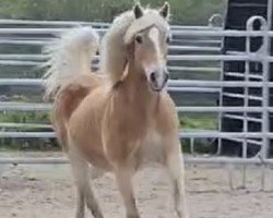 broodmare Lareda (Haflinger, 2007, from liz. 264/T Steinfeder)