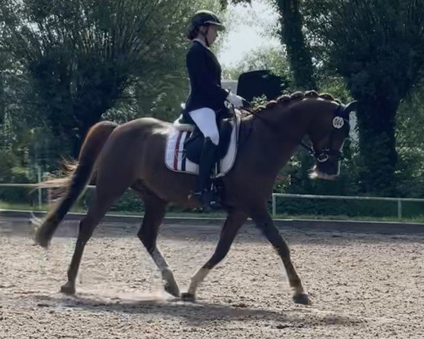 dressage horse Castenrayseweg's Sir Heinrich (Nederlands Welsh Ridepony, 2009, from Hagelkruis Valentijn)