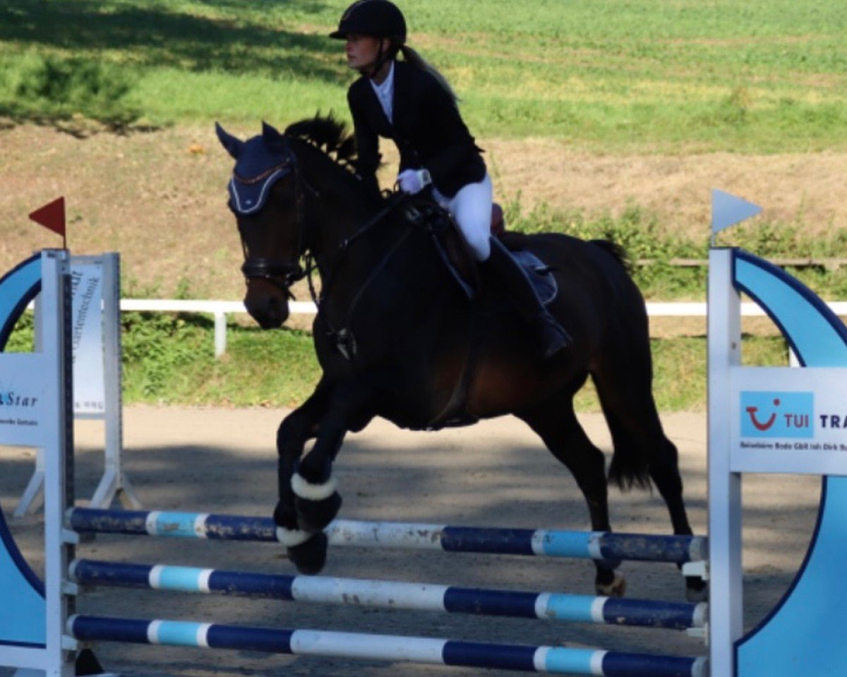 broodmare Z- Courouche (Holsteiner, 2007, from Carlos DZ)