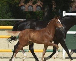 dressage horse Gismo (Westphalian, 2022, from Great Again)