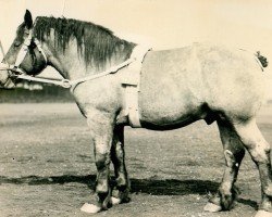 stallion Urban von Holtumerhof RS (S) 257 (Rhenish-German Cold-Blood, 1926, from Fortuinor of Moorfeld RS 868)