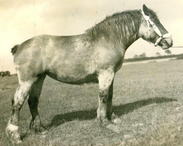 Zuchtstute Scholle von Holtumerhof (Rheinisch-Deutsches Kaltblut, 1923, von Fortunior of Moorfeld)