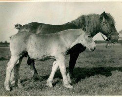 broodmare Uta von Holtumerhof 20812 (Rhenish-German Cold-Blood, 1927, from Quell von Holtumerhof RS 903)