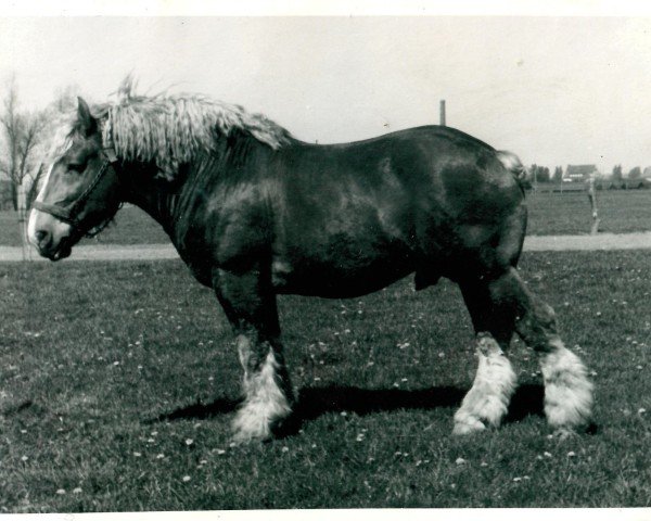 Deckhengst Urtreu von Holtumerhof (Rheinisch-Deutsches Kaltblut, 1942, von Urquell von Holtumerhof RS 1859)