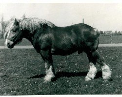 stallion Urtreu von Holtumerhof (Rhenish-German Cold-Blood, 1942, from Urquell von Holtumerhof RS 1859)