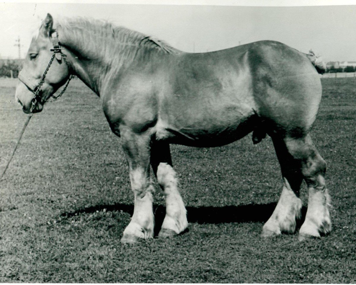 Deckhengst Urquell von Holtumerhof RS 1859 (Rheinisch-Deutsches Kaltblut, 1938, von Urfall RS 1208)