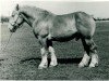 stallion Urquell von Holtumerhof RS 1859 (Rhenish-German Cold-Blood, 1938, from Urfall RS 1208)