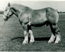 stallion Urquell von Holtumerhof RS 1859 (Rhenish-German Cold-Blood, 1938, from Urfall RS 1208)