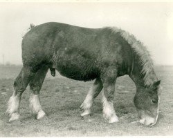 stallion Urfall RS 1208 (Rhenish-German Cold-Blood, 1934, from Uranos von Neulohoff RS 937)