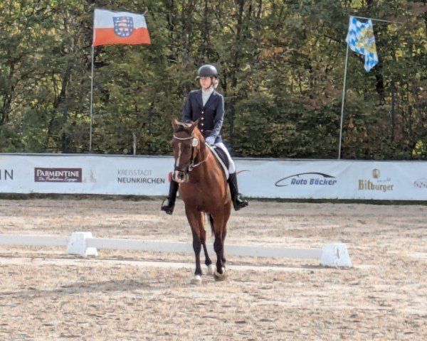 dressage horse Carlton De Viette (French Trotter, 2012)