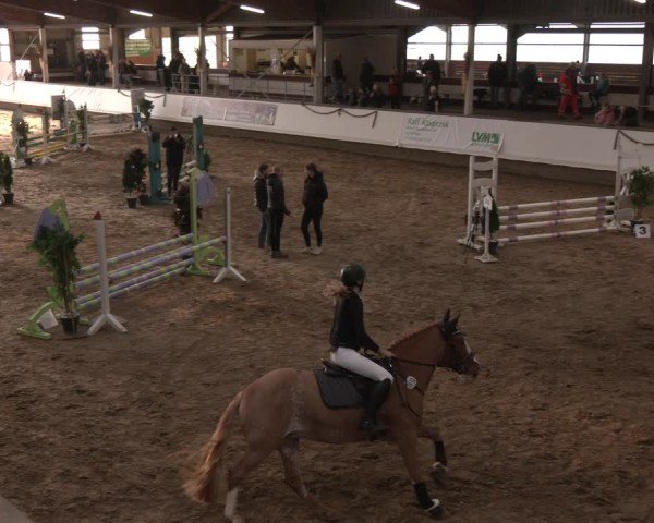 Reitturnier Marl, Reithalle Rohmann 2024