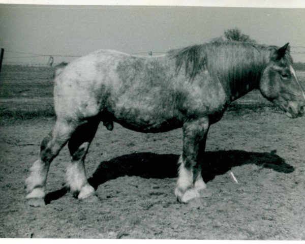 Deckhengst Ulan von Kolkerhof RS 2081 (Rheinisch-Deutsches Kaltblut, 1939, von Urfall RS 1208)