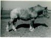 stallion Ulan von Kolkerhof RS 2081 (Rhenish-German Cold-Blood, 1939, from Urfall RS 1208)