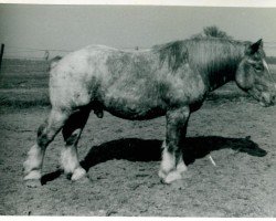 Deckhengst Ulan von Kolkerhof RS 2081 (Rheinisch-Deutsches Kaltblut, 1939, von Urfall RS 1208)