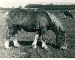 Deckhengst Urban von Kolkerhof (Rheinisch-Deutsches Kaltblut, 1937, von Urfall RS 1208)