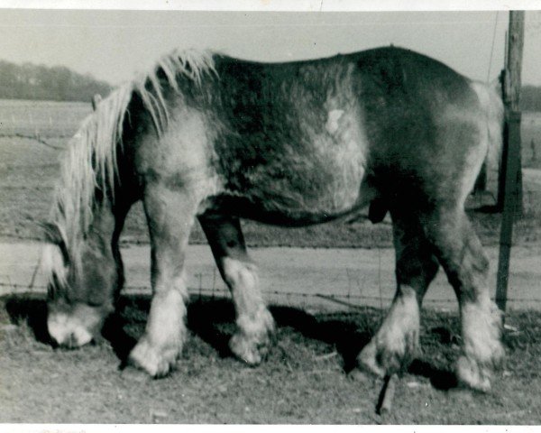 Deckhengst Urfaust von Holtumerhof (Rheinisch-Deutsches Kaltblut, 1939, von Urfall RS 1208)