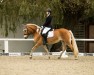 dressage horse La Fee 2 (Haflinger, 2017, from Arsenal)